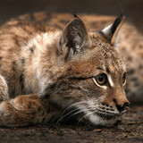 1animals cat lynx
