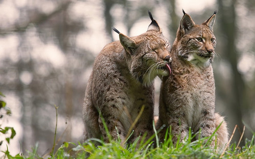 big cats animals nature lynx wallpaper preview.jpg