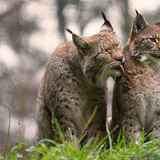 big cats animals nature lynx wallpaper preview