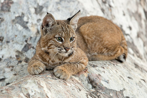 cats lynx baby animal cub wallpaper preview.jpg