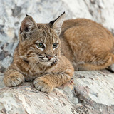 cats lynx baby animal cub wallpaper preview