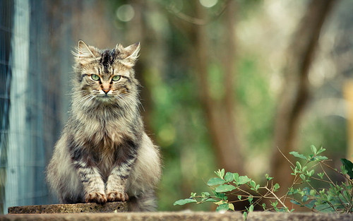 cat animals depth of field wallpaper preview.jpg