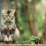 cat animals depth of field wallpaper preview