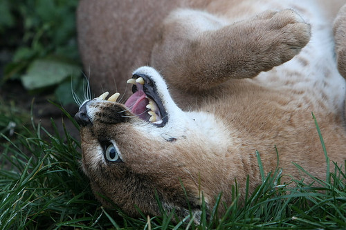 cat grass face fangs wallpaper preview.jpg