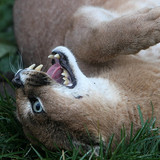 cat grass face fangs wallpaper preview