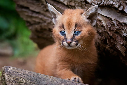 cat look pose background wallpaper preview kopie.jpg