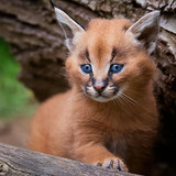 cat look pose background wallpaper preview kopie