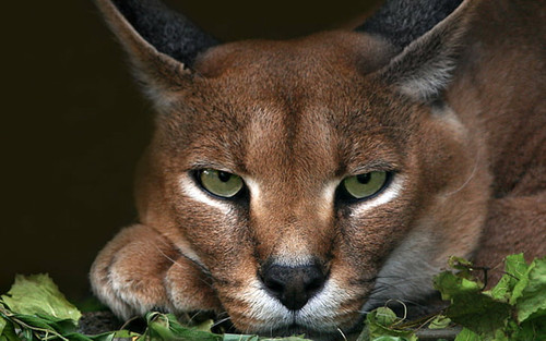 cats caracal animal big cat wallpaper preview.jpg