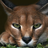 cats caracal animal big cat wallpaper preview