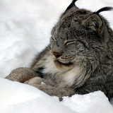 bobcat lynx hd wallpaper preview (1)