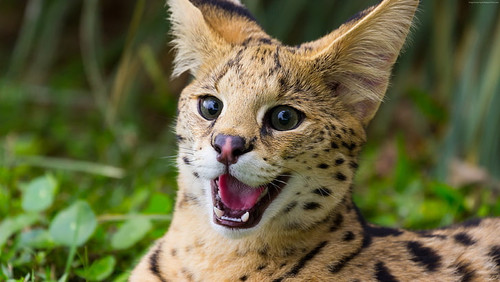 cat animals serval wallpaper preview.jpg