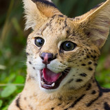 cat animals serval wallpaper preview