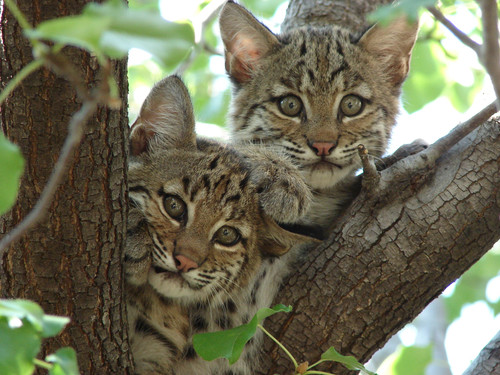 Bobcat kittens in Texas, about 2–4 months old.jpg