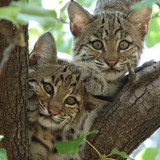 Bobcat kittens in Texas, about 2–4 months old