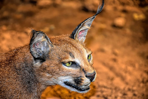caracal cat wildlife cat animal.jpg