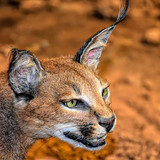 caracal cat wildlife cat animal