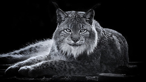cats lynx wallpaper preview.jpg