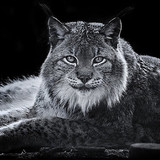 cats lynx wallpaper preview