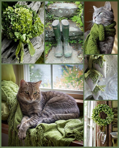 (1) Collage Cat.jpg