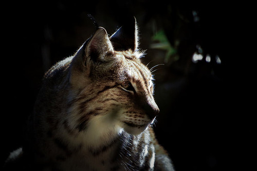 animals lynx closeup wallpaper preview.jpg