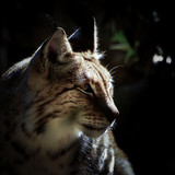 animals lynx closeup wallpaper preview