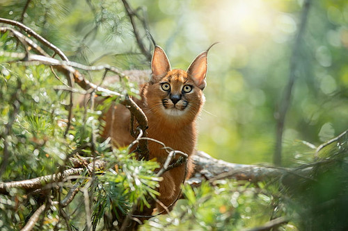 cats caracal big cat wildlife predator animal hd wallpaper preview.jpg