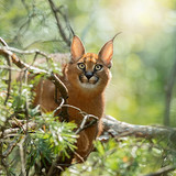 cats caracal big cat wildlife predator animal hd wallpaper preview