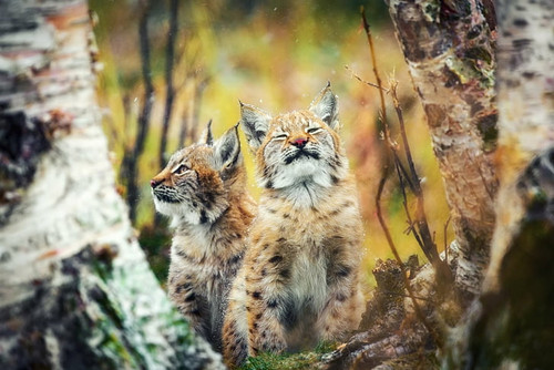 cats lynx baby animal big cat wallpaper preview (1).jpg