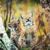 cats lynx baby animal big cat wallpaper preview (1)