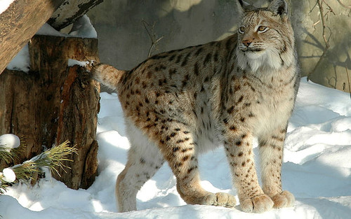 cat big cats lynx wallpaper preview.jpg