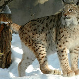 cat big cats lynx wallpaper preview