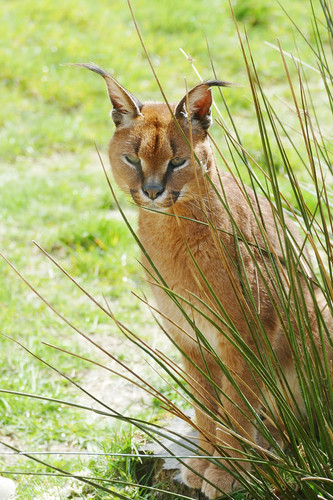 caracal cat wild wildlife.jpg