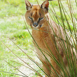 caracal cat wild wildlife