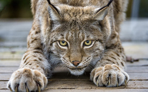 cute lynx cat eyes claws face grey and brown lynx wallpaper preview.jpg
