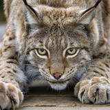 cute lynx cat eyes claws face grey and brown lynx wallpaper preview