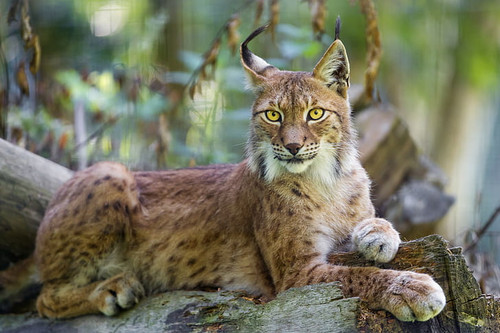 animals wildlife nature lynx wallpaper preview.jpg
