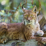 animals wildlife nature lynx wallpaper preview