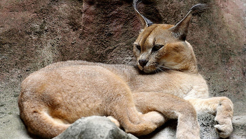 desert lynx cats pictures of wallpaper preview.jpg