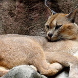 desert lynx cats pictures of wallpaper preview