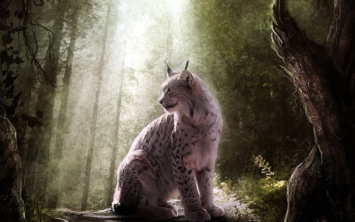 animals lynx fantasy art wallpaper preview.jpg
