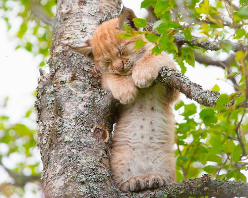 cats lynx baby animal big cat wallpaper preview.jpg