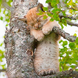 cats lynx baby animal big cat wallpaper preview