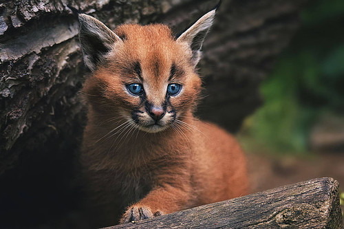 cub kitty wild cat caracal wallpaper preview.jpg