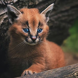 cub kitty wild cat caracal wallpaper preview