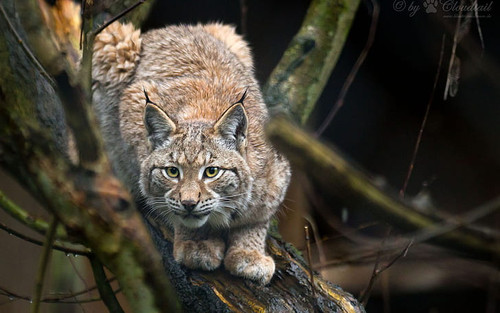 bobcat lynx hd wallpaper preview.jpg