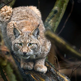 bobcat lynx hd wallpaper preview