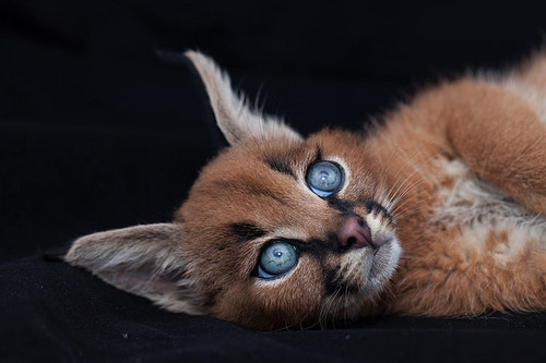 cats caracal animal baby animal wallpaper preview kopie.jpg