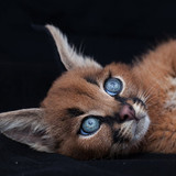 cats caracal animal baby animal wallpaper preview kopie