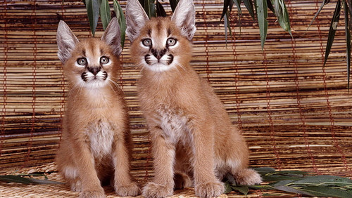 baby lynx pictures animals wallpaper preview.jpg