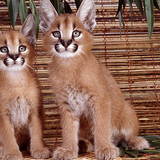 baby lynx pictures animals wallpaper preview